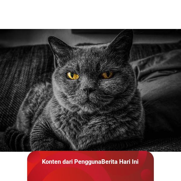 Harga Kucing British Shorthair sebagai Hewan Peliharaan yang